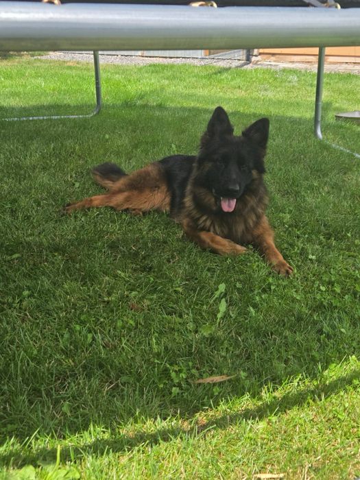 Witam sprzedam Psa Owczarek Niemiecki Dlugowlosy