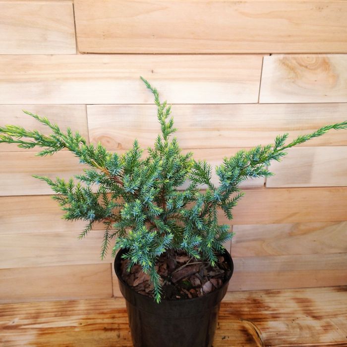 Ялівці горизонтальні, середні : Blue carpet, Dream joy , Pfitzeriana a