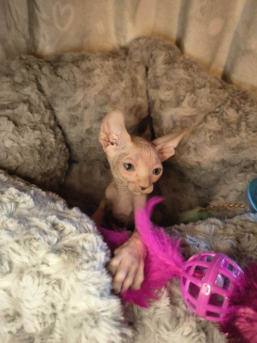 Nico sfinks kanadyjski do rezerwacji