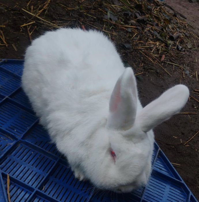 Sprzedam nowozelandy WSJ