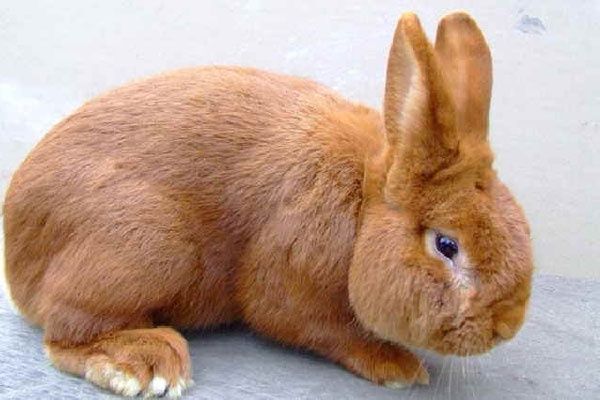 Króliki burgundzkie, samice i samce