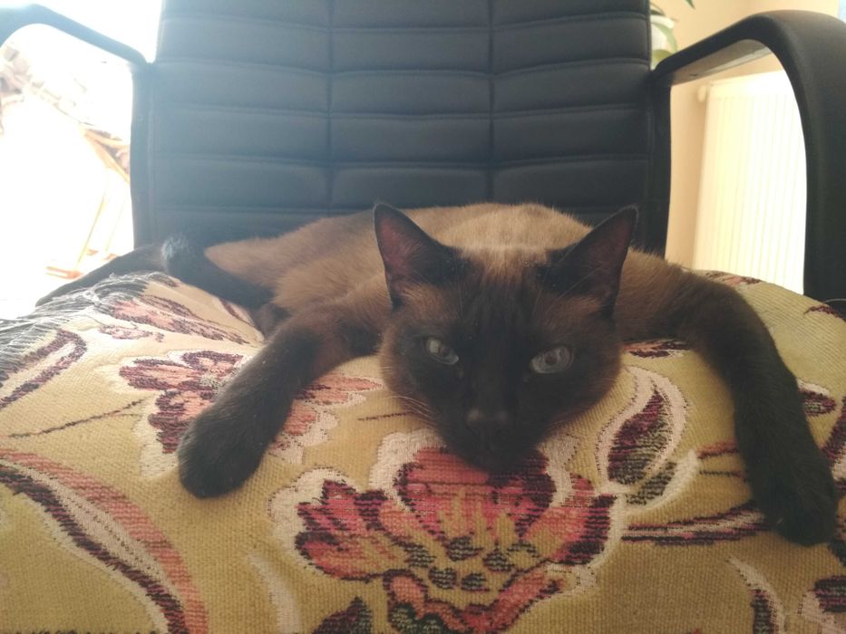 Перетримка тварин