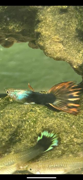 Gupiki ryby dorosłe