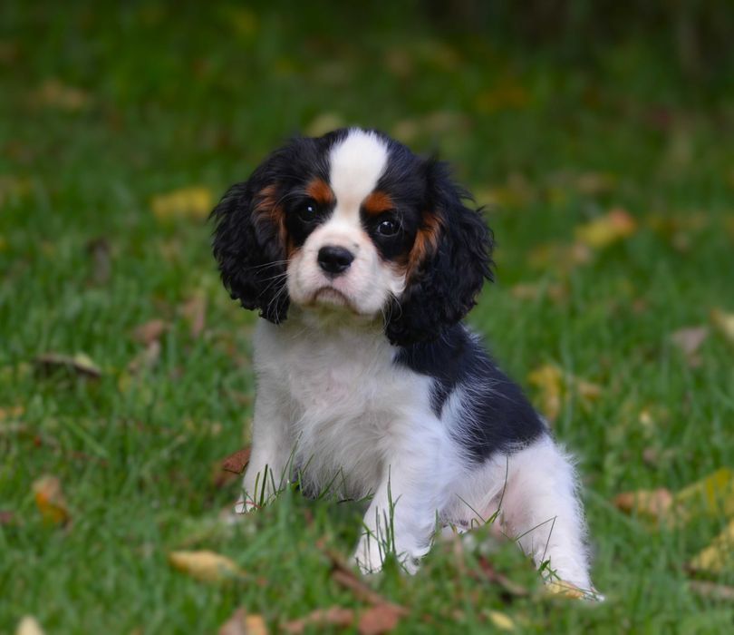 Cavalier King Charles Spaniel - piesek FCI