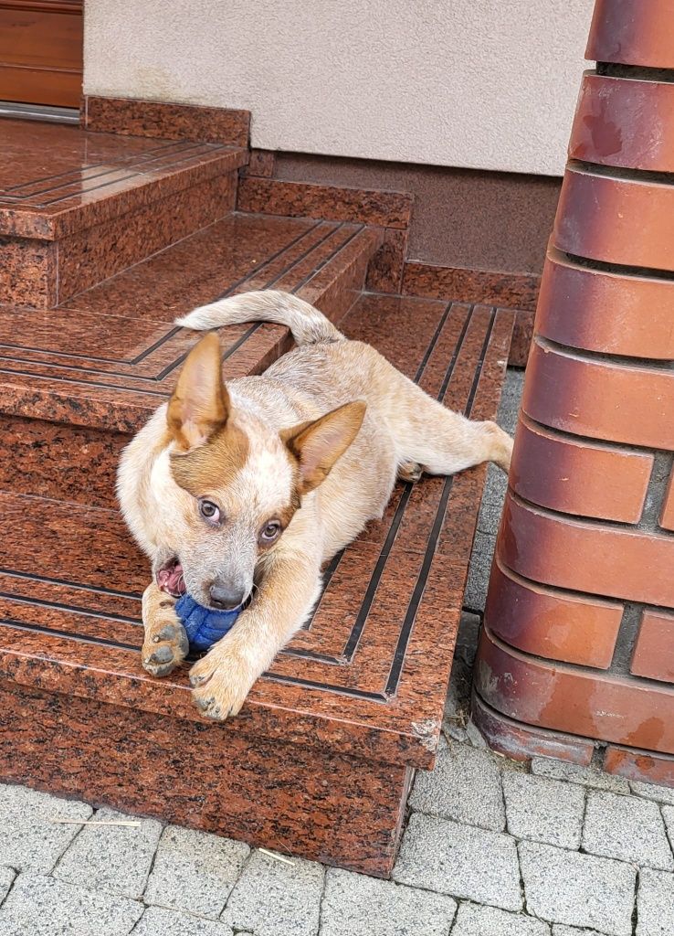 Suczka Australian cattle dog