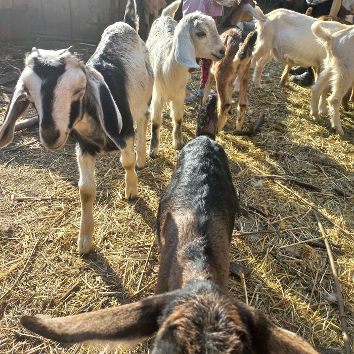Шукають домівку англонубійські кози , козенята та цапи