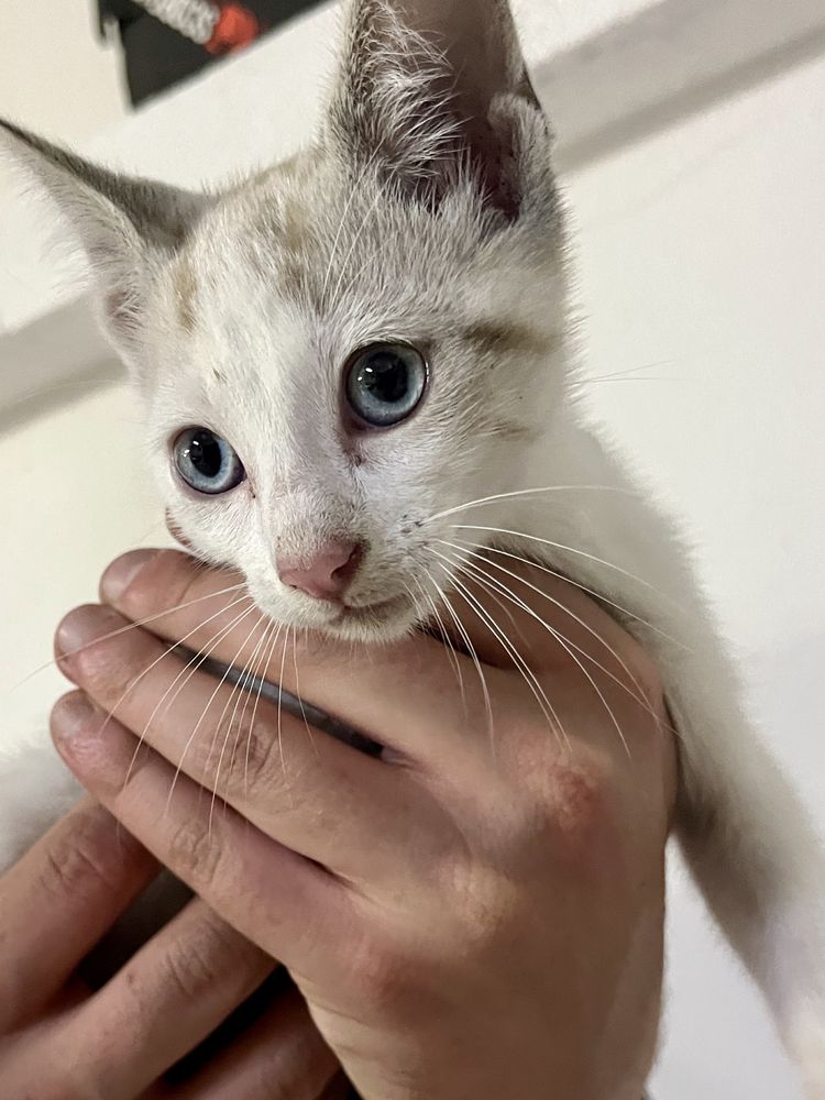 Gatinho para adoção!!