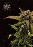Nasiona marihuany Automat Amnesia Haze - Ziarno Życia 3 szt.
