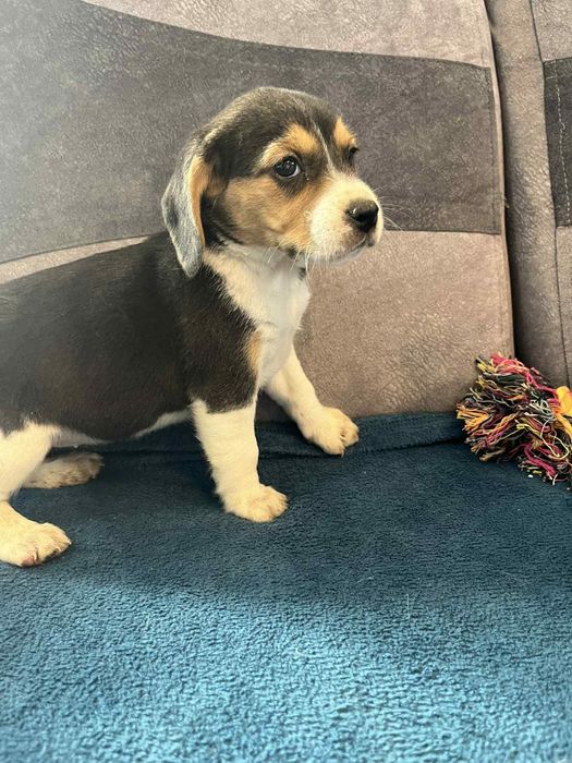 Szczeniak Beagle tricolor