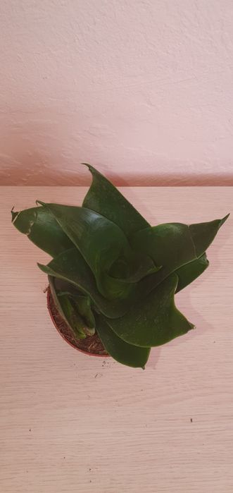 Сансевієрія  Ханні Sansevieria Hahnii