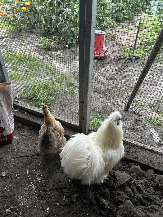 Pintos de Sedosas do Japão