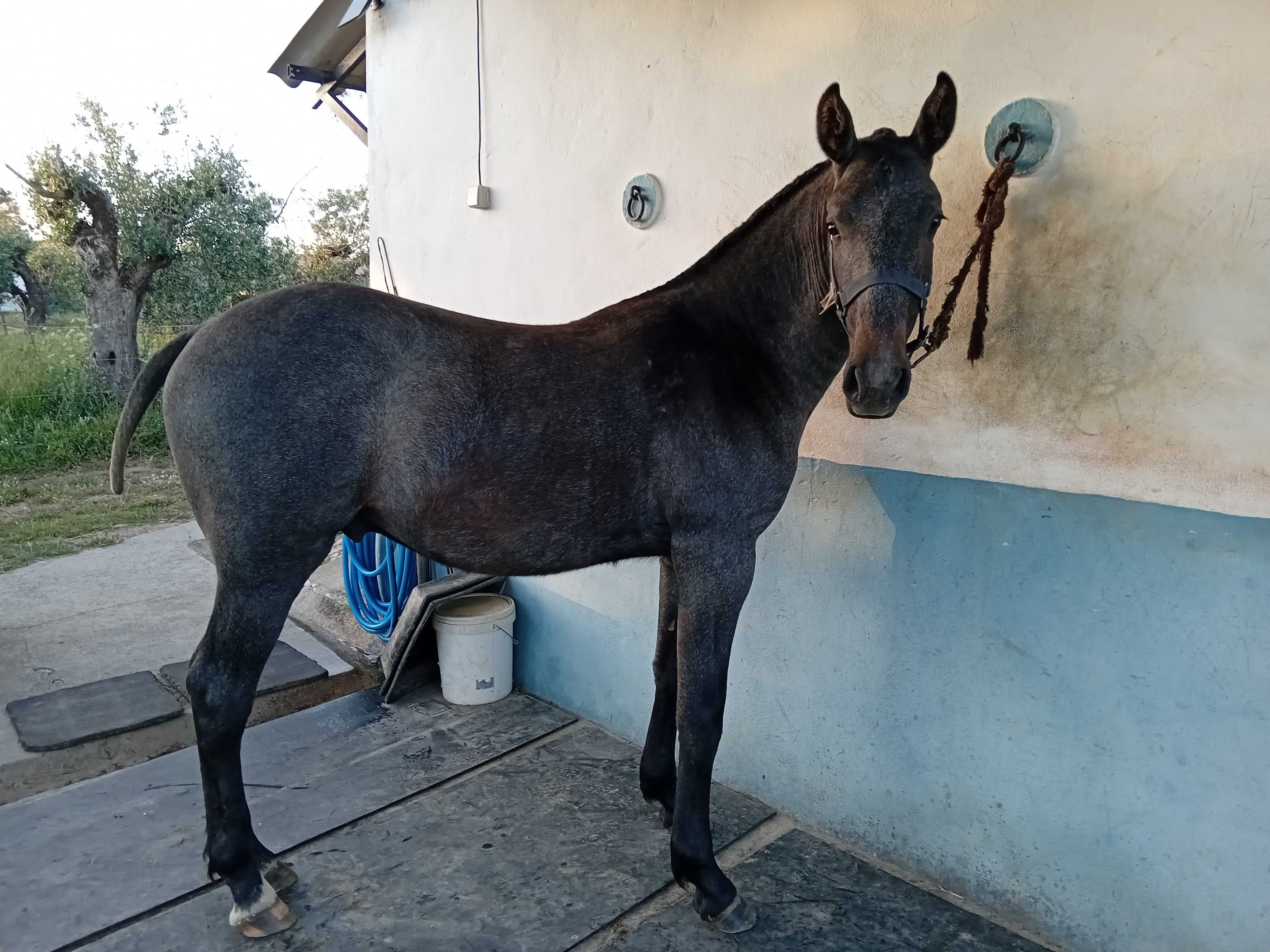 Poldro cruzado lusitano