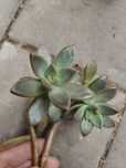 Graptopetalum paraguayense