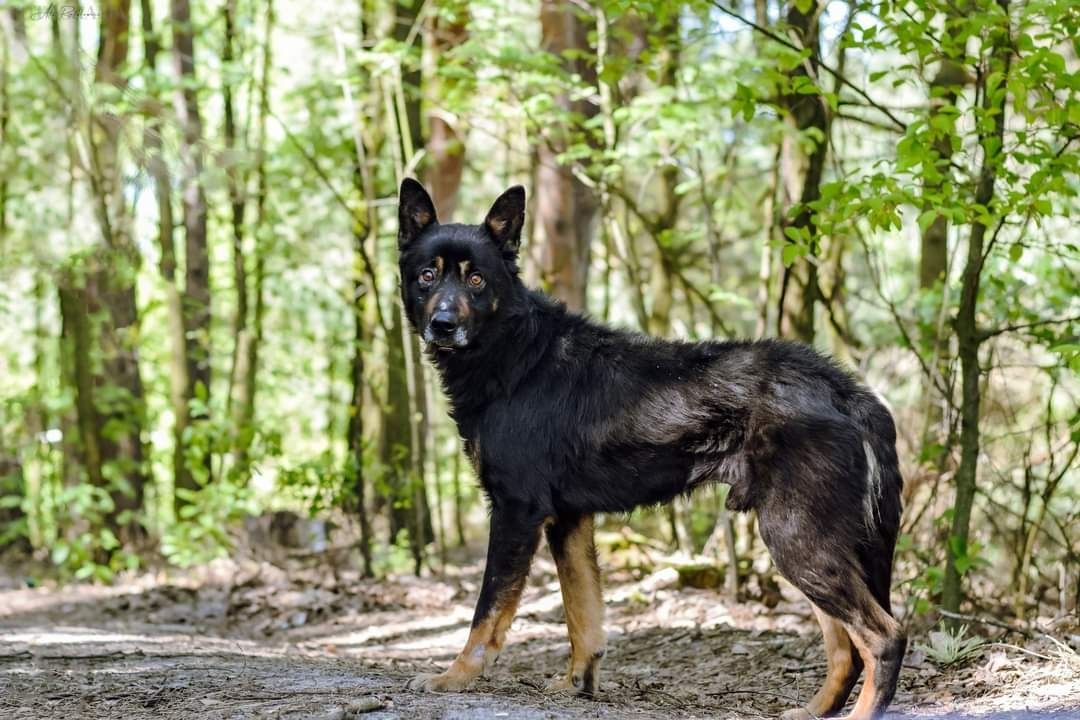 Cudowny Harm poleca się do adopcji!