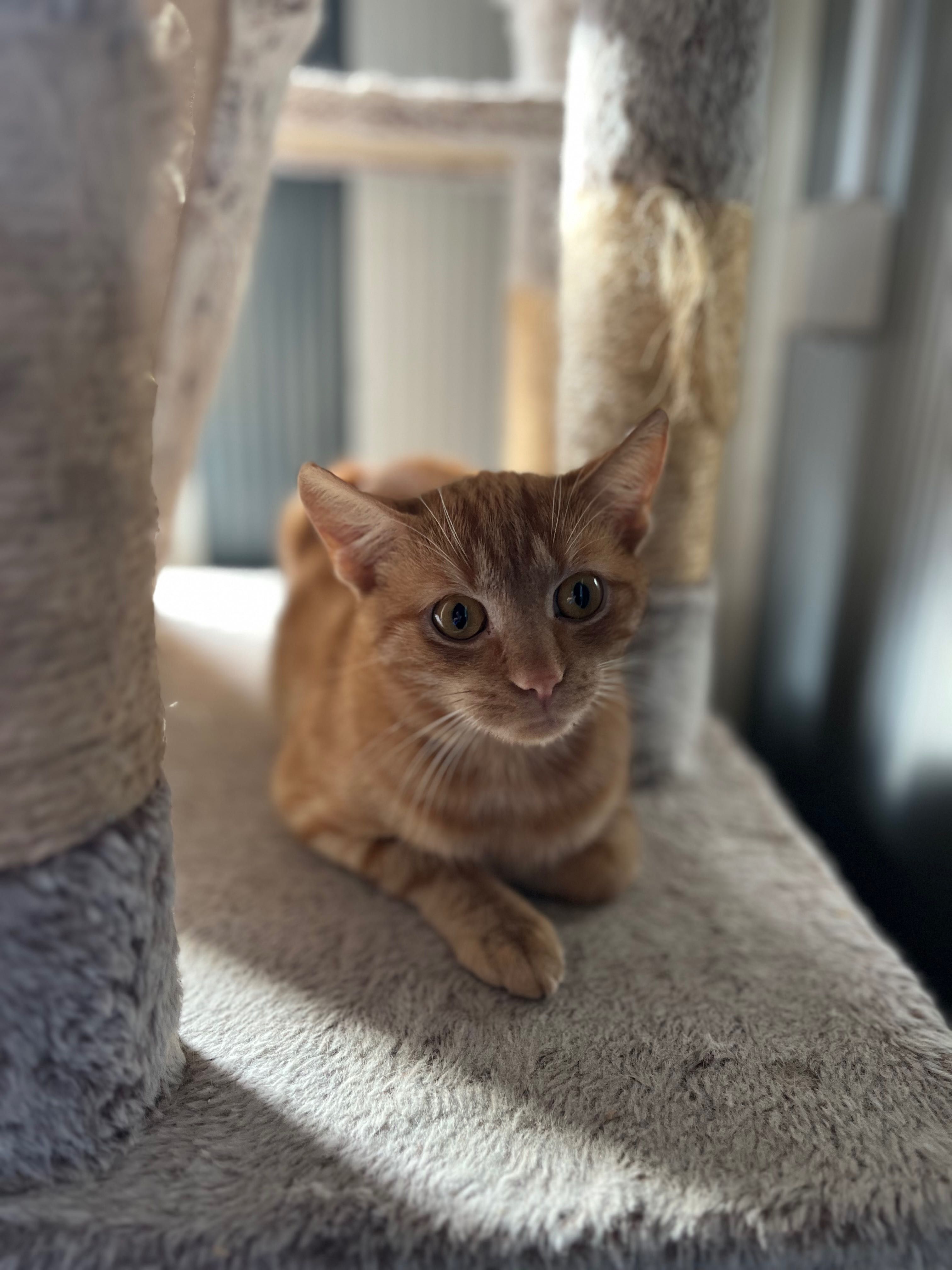Ruda kotka do adopcji. Merida szuka domku!