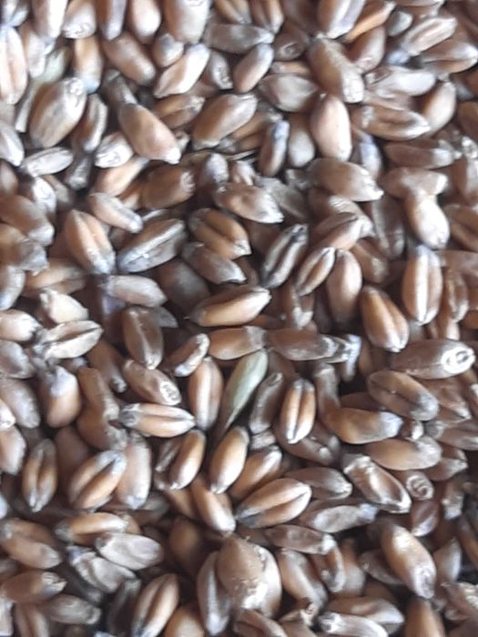 Pszenica banatus i fox