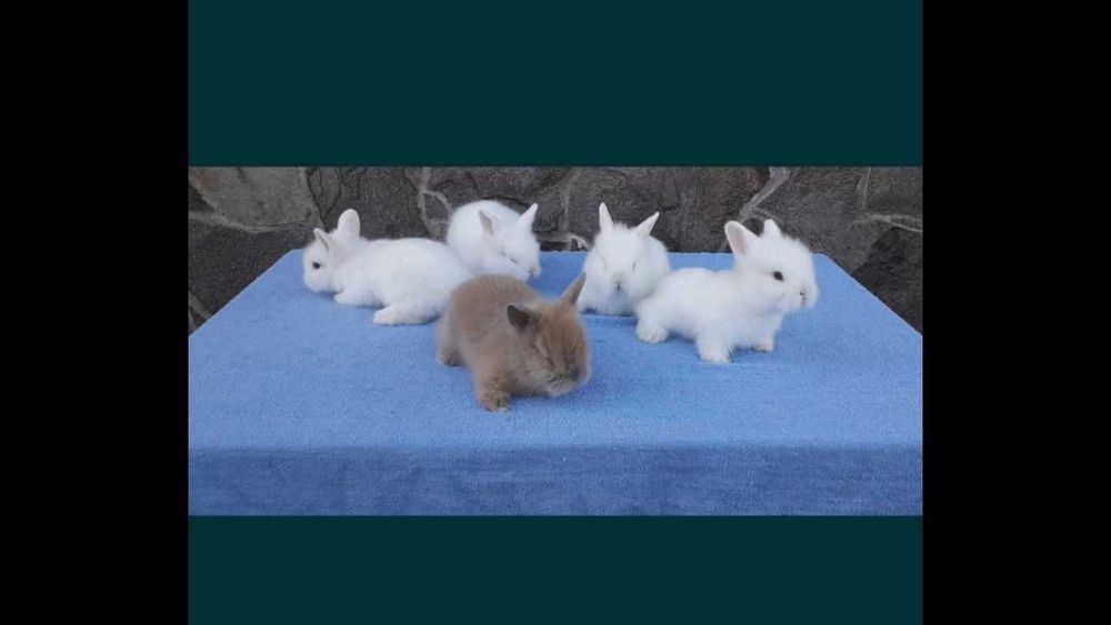 Декоративні кролики