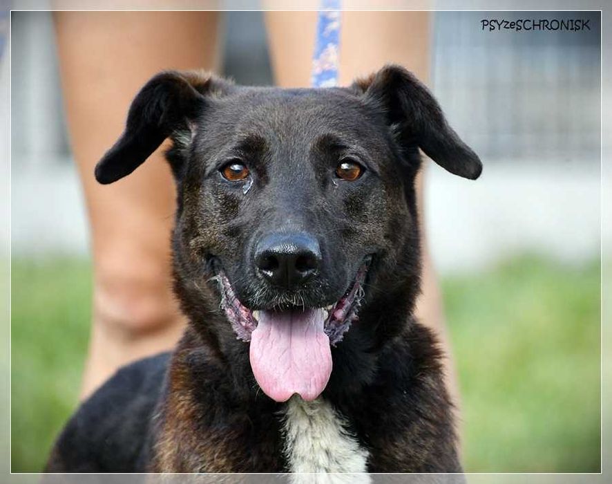 Luna – wyjątkowa sunia z wielkim sercem ciągle ufa człowiekowi