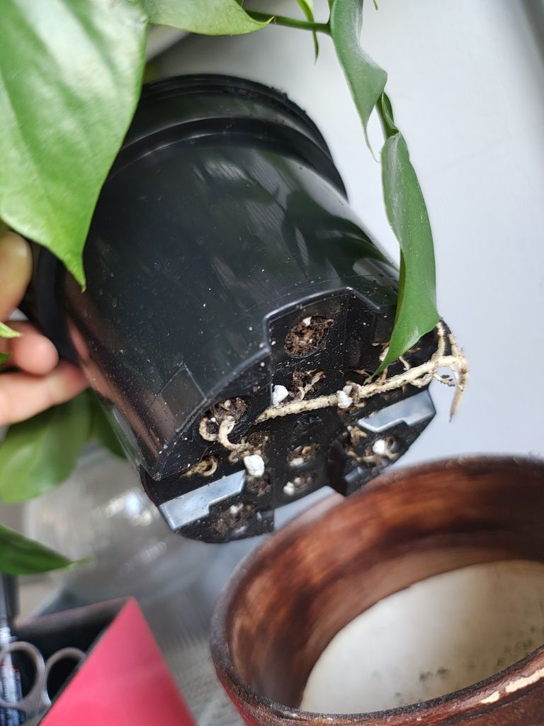 Raphidophora, Rafidofora tetrasperma zwana też monstra minima