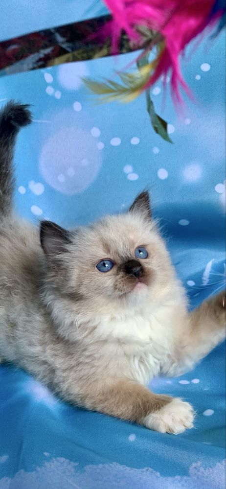 Ragdoll Kotka Seal Mitted