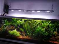 LAMPA Maxspect R5F-300