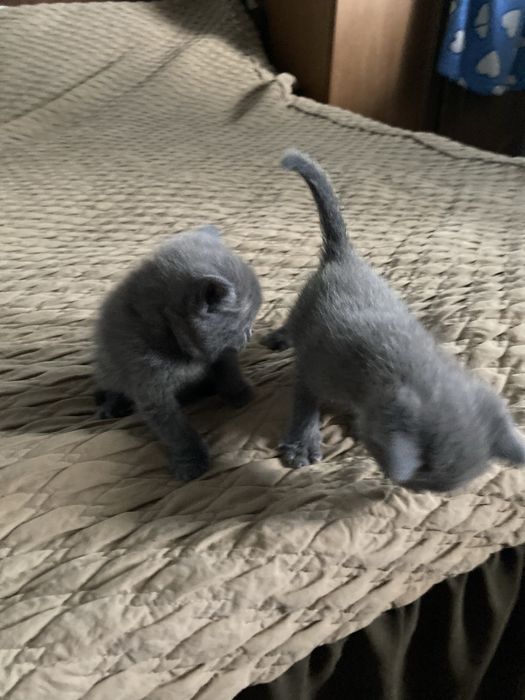 Бесптатно отдам Котят