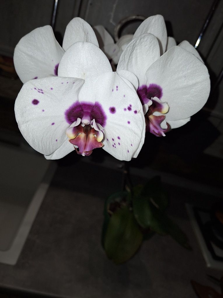 Продам цветущие орхидеи