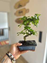 Drzewko bonsai karmona drobnolistna w zestawie z doniczka