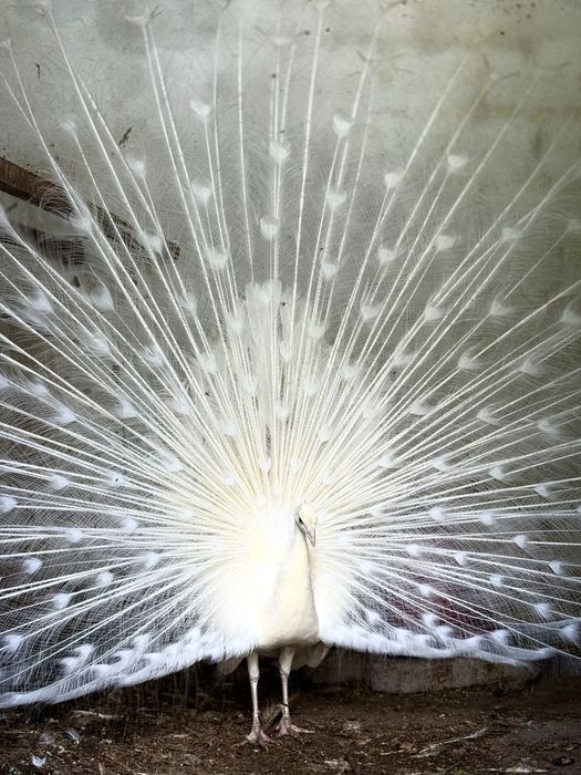 Pavões azuis e brancos jovens