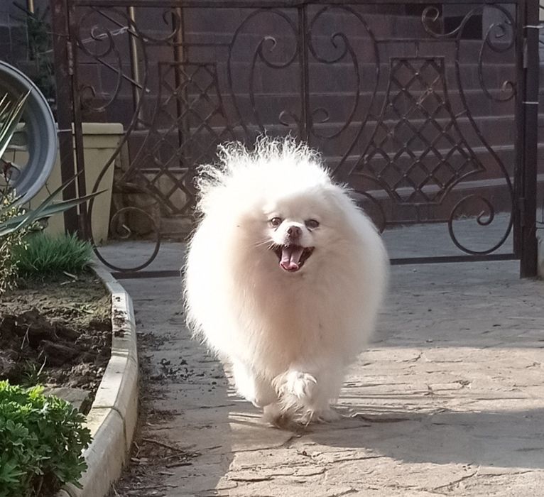 Померанский шпиц вязка