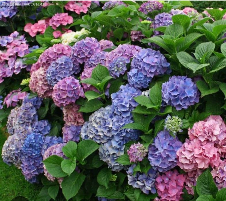Гортензія хамелеон