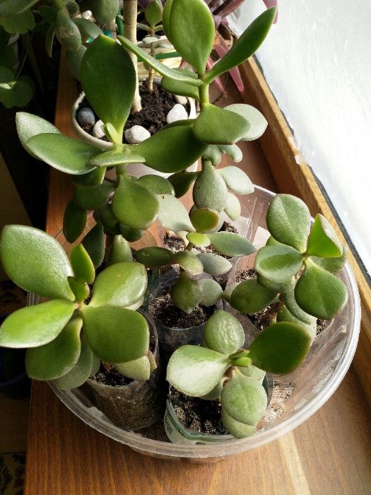 Денежное дерево, Толстянка, крассула (Crassula)