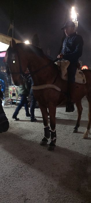 Cavalo castrado bem montado com escola