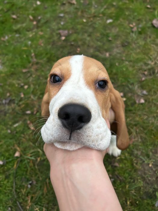 Бігль з клубними документами. Хлопчик 4 місяці