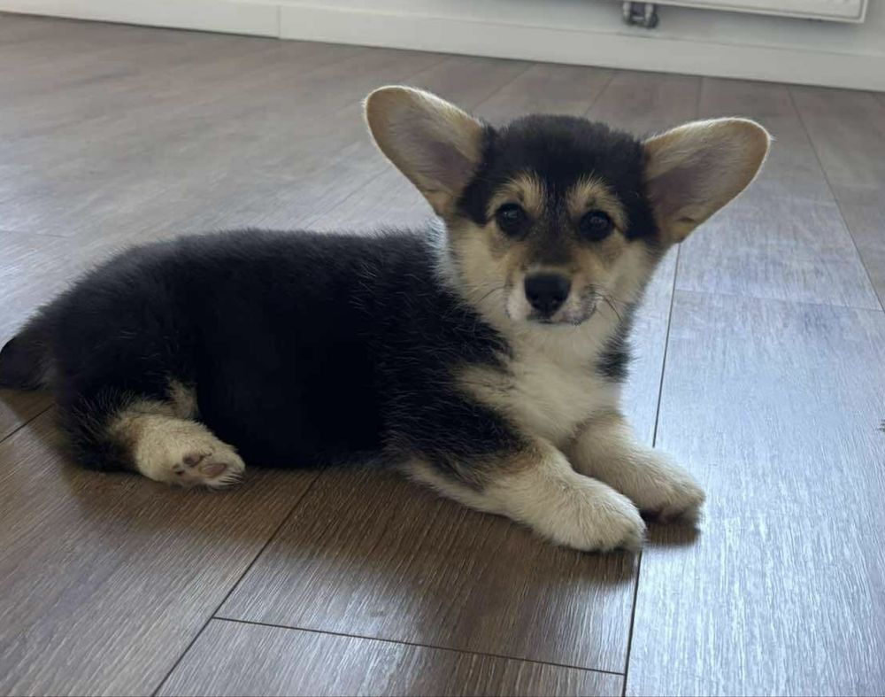 corgi dziewczynka