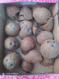 Skorupy kokos kokos