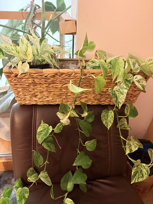 Doniczka pleciona na balustradę skrzynka balkonowa