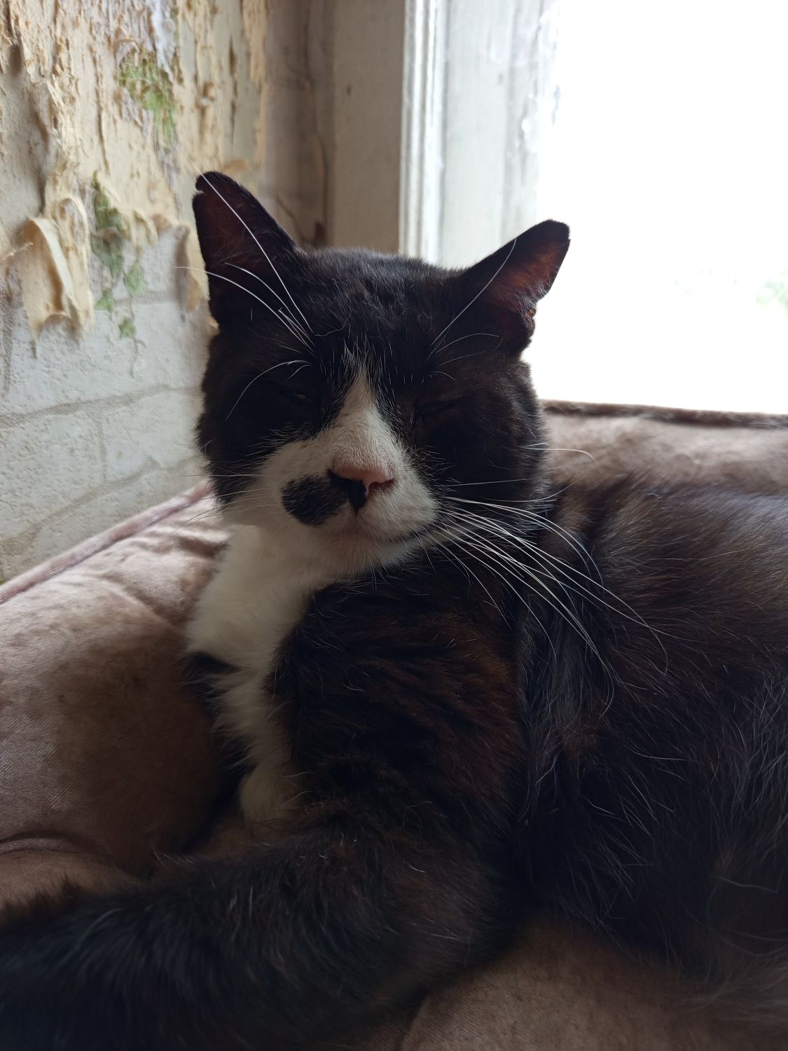Wykastrowany Jackson do adopcji