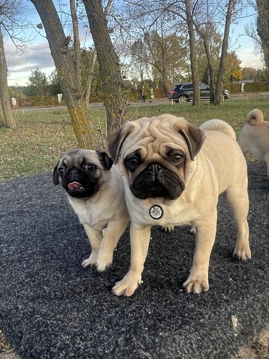 Мопс цуценя хлопчик КСУ, чіпований, привитий ціну знижено