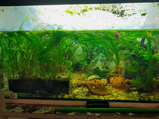 Akwarium 80x35x40 2 lata zasiedlone z życiem rybki rośliny ślimaki.