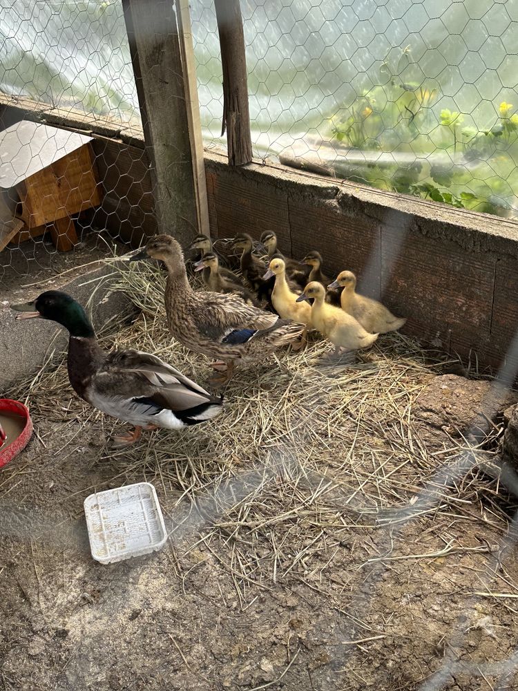 Patos mudos e patos reais