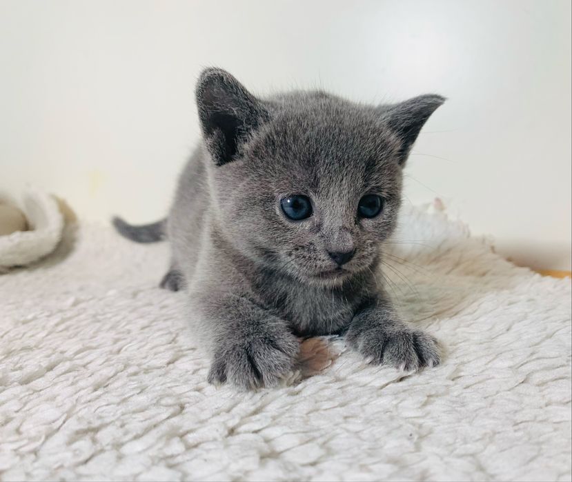 Kocurek Rosyjski Niebieski WCF