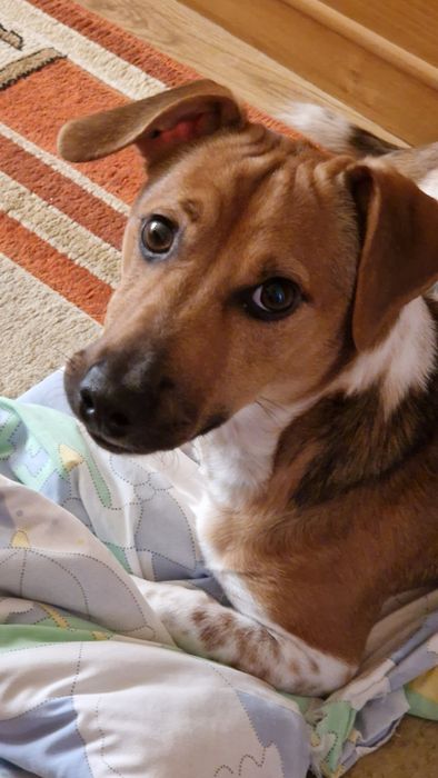 Oddam pieska w dobry ręce