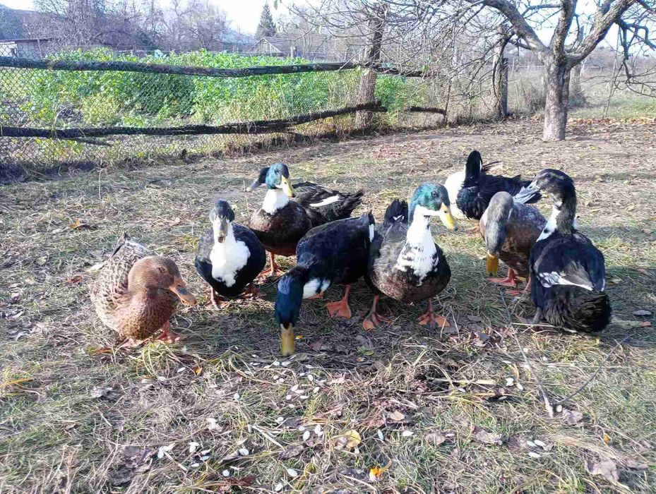 Продам качка-башкирка 500 грн. за голову