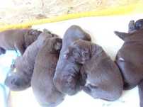 Labrador retriever czekoladowa suczka  rodowodowa