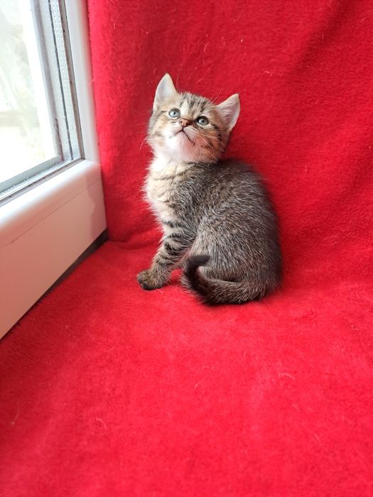 Прекрасна шотландська дівчинка