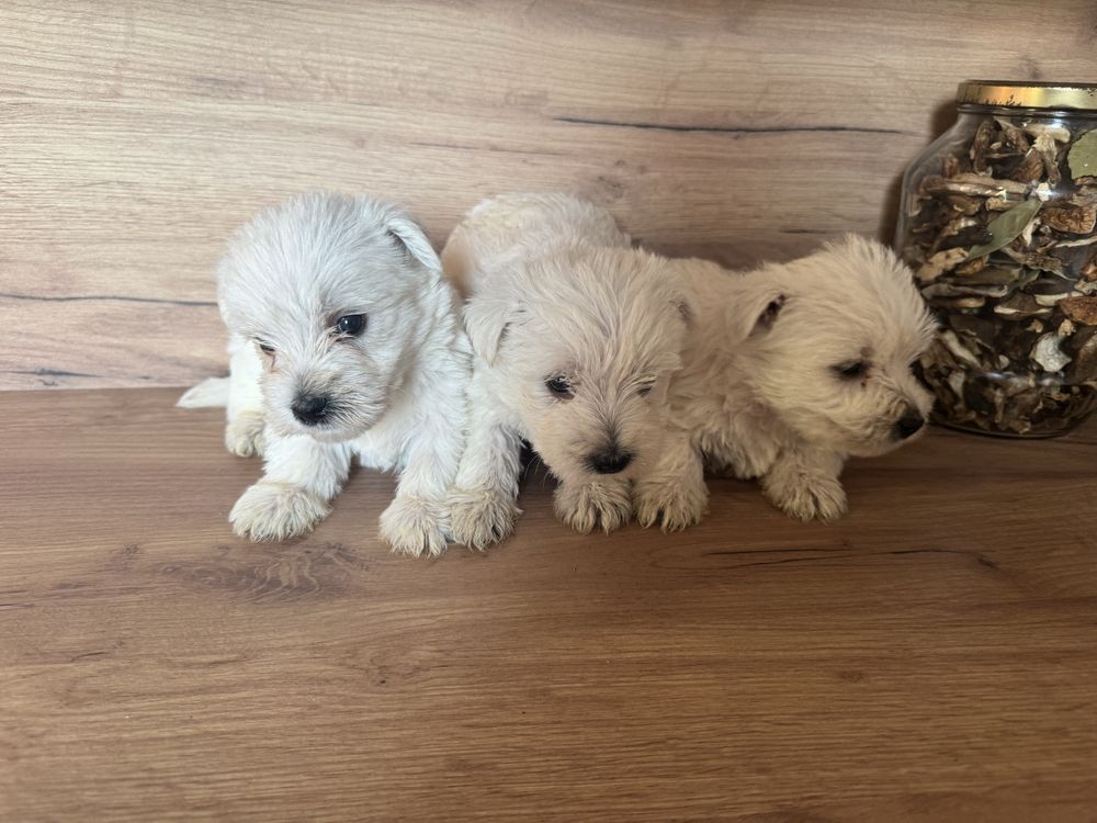 Śliczny Piesek West Highland White Terrier