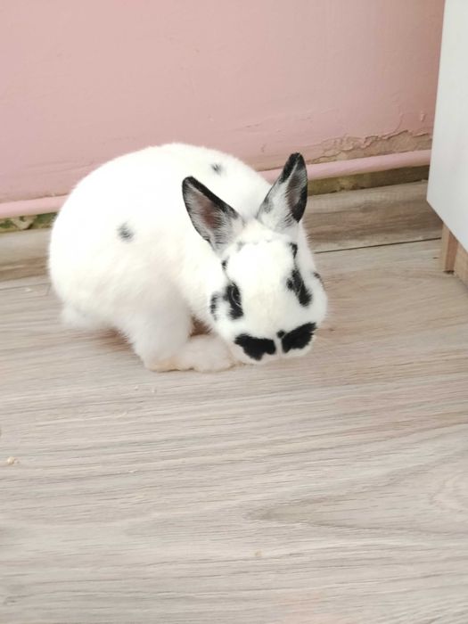 Sprzedam królika