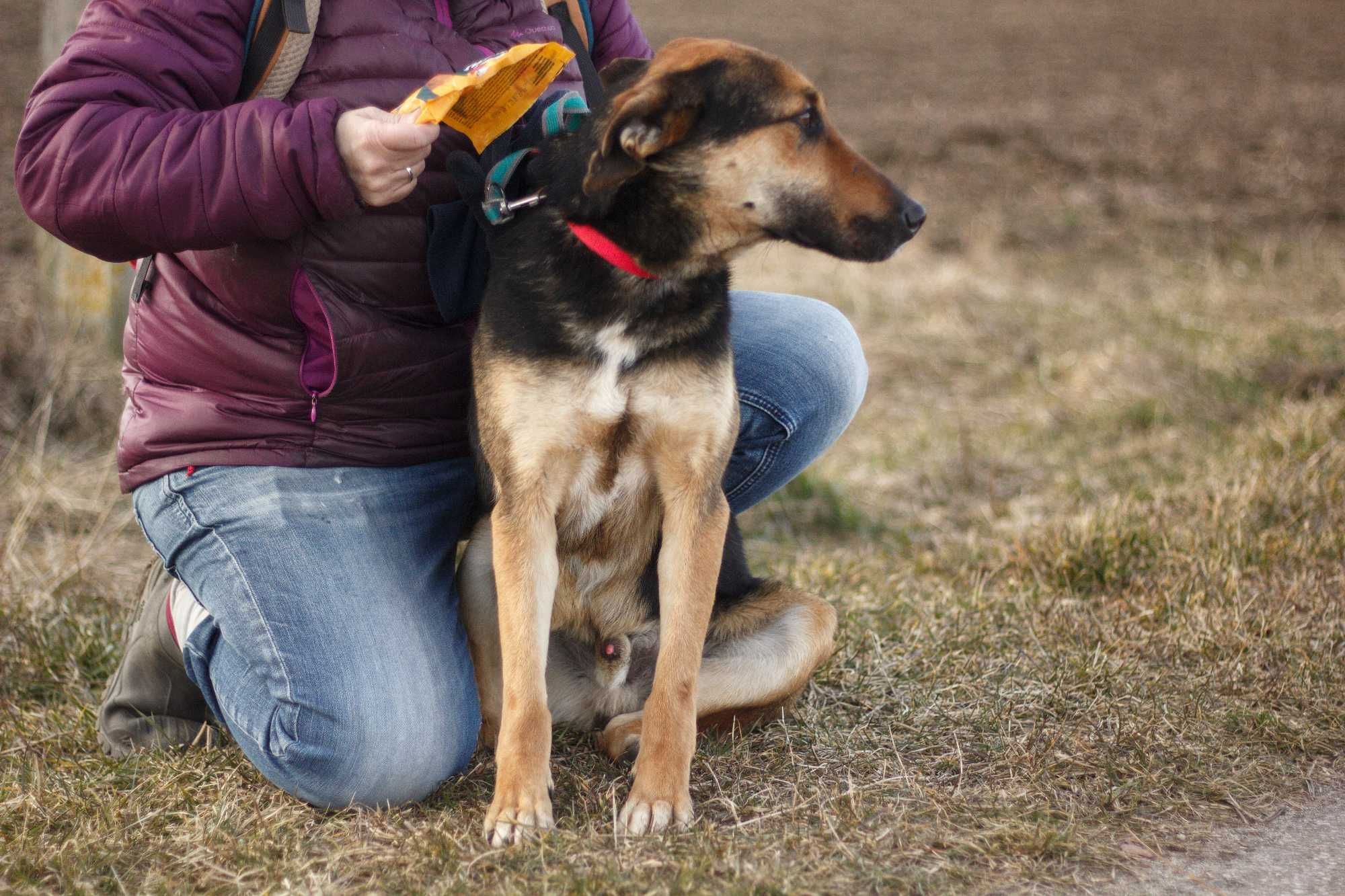 Suczka DODO - Schronisko Canis w Kruszewie