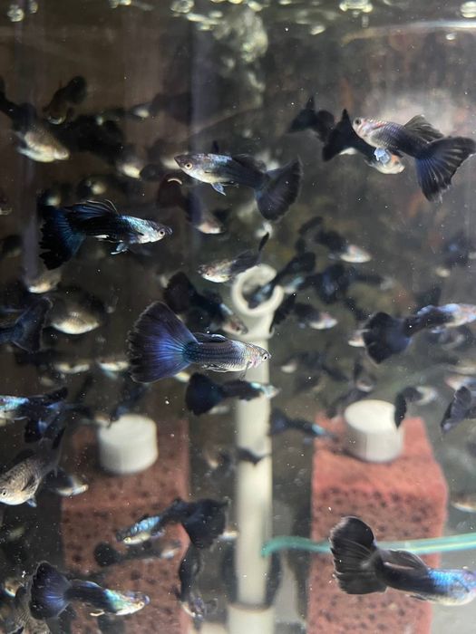 Акваріумні рибки